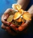 Holding gold coins
