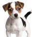 Jack russel terrier