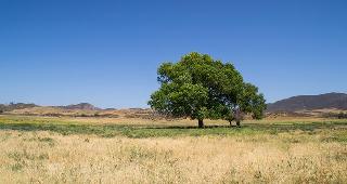 Single tree on field © Eddie J. Rodriquez/Shutterstock.com