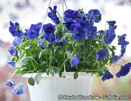 Flowering plants and local cut flowers Flowering plants and local cut flowers