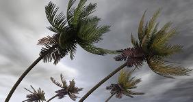 Palm trees in heavy wind © photobank.kiev.ua/Shutterstock.com