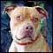 Pit Bull