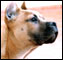 Presa Canario