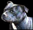 Staffordshire Bull Terrier