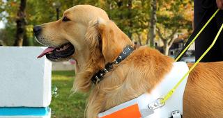 Service dog © Boris Djuranovic/Shutterstock.com