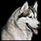 Siberian Husky