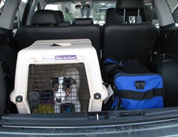 Keep pets properly restrained