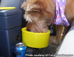 Drink up, Fluffy © Photo courtesy of FurryTravelers.com