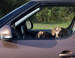 Brown/Beige © Labusova Olga/Shutterstock.com
