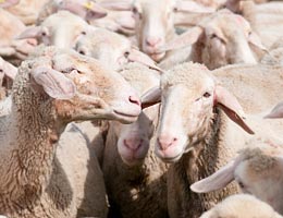 Counting sheep and dollars