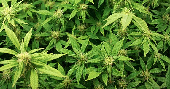 Marijuana © pashabo/Shutterstock.com