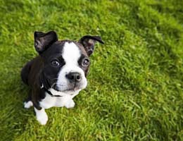 A cute face can mean high costs