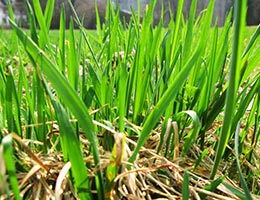 Don't leave a burglar-friendly yard © Alexander Chaikin/Shutterstock.com