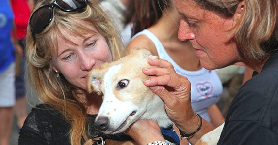 Dog documentation may not matter much © a katz/Shutterstock.com