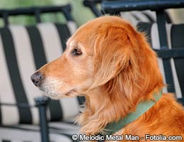 Work with platinum retrievers