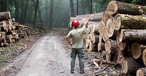 No. 1: Lumberjack © Budimir Jevtic/Shutterstock.com