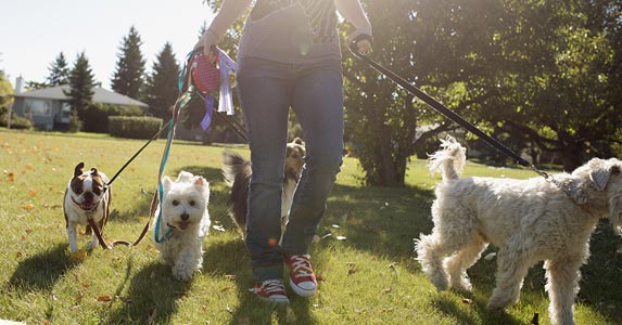 Dog walker Dog walker | Joel Addams/Getty Images, Photo courtesy of Courtney McCormack