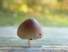 The mushroom windows