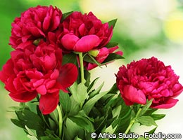 Peonies Peonies