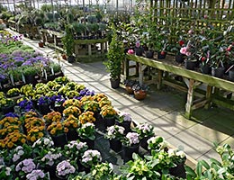 Landscape plants © Graeme Dawes/Shutterstock.com