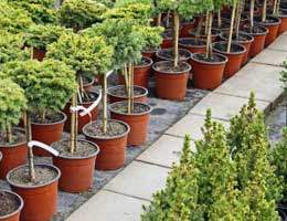 Shrubs, trees and canning supplies