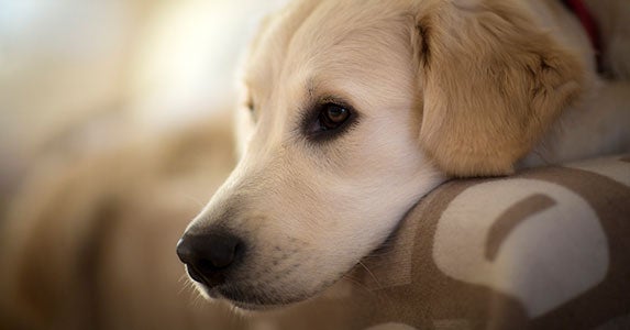 Don't deduct your pet, but … Don't deduct your pet, but … © iStock
