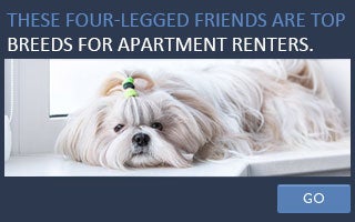These four-legged friends are top breeds for apartment renters. © chaoss/Shutterstock.com
