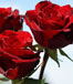 Three red roses