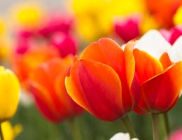 Flowers Flowers