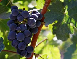 Grapes and blueberries too Grapes (and blueberries, too)