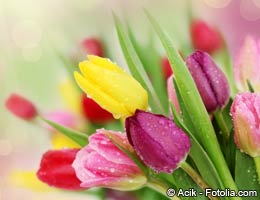 Tulips What's on sale in March