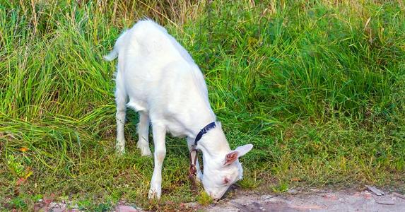 Goat eating grass © iStock