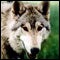Wolf hybrid