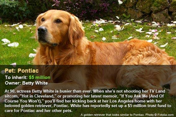Pet: Pontiac