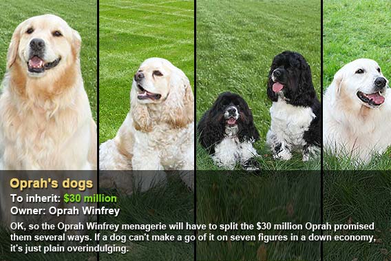 oprah s dogs who are the worlds richest pets bankrate oprah s dogs who are the worlds richest pets bankrate