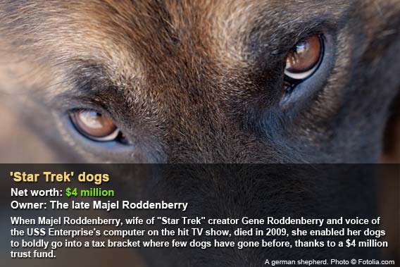 Star Trek dogs